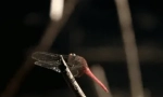 Zanimljive činjenice o dragonfly