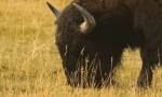 Zanimljive činjenice o bizonu