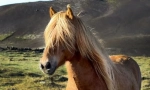 Islandski poni