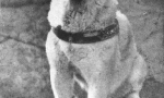 Povijest hachiko - najpovijeni se u svijetu psa (7 fotografija)