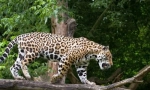 Jaguar (fotografija za životinje): sretna i lijepa velika mačka