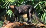Jaguarundi