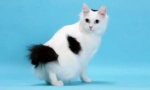 Japanski bobtail