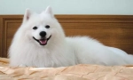 Japanski spitz
