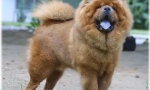 Chow chow jezik: zašto je plavi?