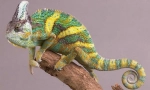 Yemeni kameleon
