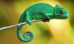 Kako se chameleon mijenja boju?
