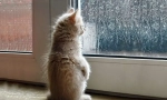 Kako mačka predviđa vrijeme