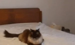 Kako komuniciraju mačke