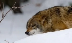 Kako lov na vukove?