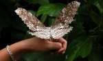 Što je leptir najveći?