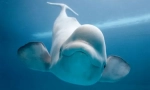 Koju veličinu srca u bijelom kit?