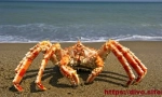 Kamchatsky rakova