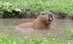 Capybara: glodavac, čija je imenovana riba