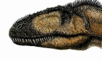 Carcharodotosaur