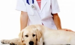 Kastracija i sterilizacije