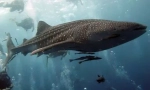 Whale sharks - najveća svjetska riba (15 fotografija)