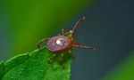 Tick ​​borrelioza: simptomi i liječenje