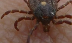 Maksimalna monocitarna erlihioza