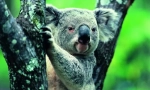 Koala: ljetni medvjed iz australije (fotografija za životinje)