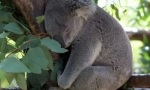 Koala: australski lijeni medvjed (16 fotografija)