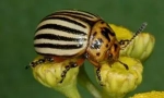Colorado beetle i larve: opis i oštećenje