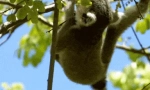 Mačji lemur - najosnovniji primat