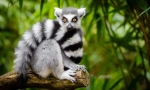 Mačji lemur