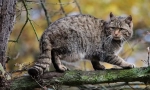 Cat forest kavkaz