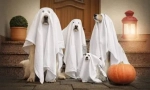 Kostim za psa na halloween to učiniti sami - ideje na fotografiji