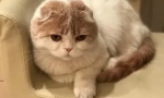 Cat lera kudryavtsevaya fofan: nova zvijezda instagram