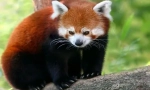 Crvena panda