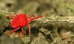 Red tick redwood