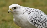 Merlin