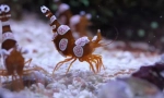 Škampi anemoneova