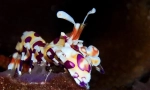 Harlekin plavi škampi