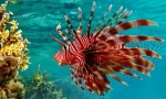 Lionland ili zebra riba