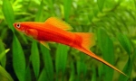 Xifhophorus hellerii (xiphophorus hellerii)
