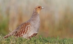 Partridge središnji ruski