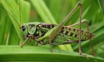 Skakavac