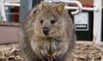 Quokka: zanimljive činjenice o najsretnijoj životinji na zemlji