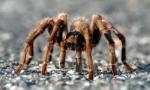 Paws spider: broj i funkcije