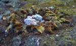Lemmings - skokovi s litica