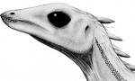 Lesotholar