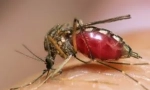 Žuta groznica, denga i zika, koji su nosili komarci