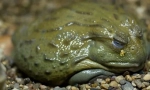 Žaba