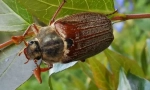 Gundelj