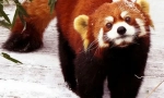 Mala panda