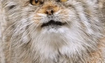 Manul: zanimljive činjenice o steppe mačka