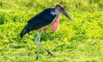 Marabu